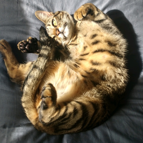 Meet your Posher, Rebekah - Picture 1 of 1